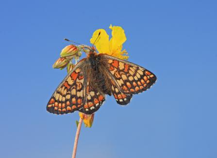 Marsh fritillary butterfly on flower