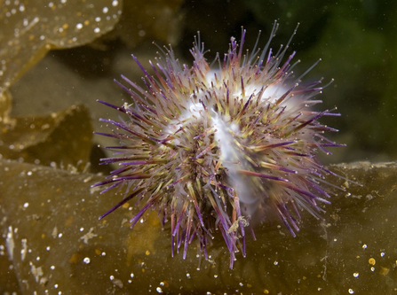 Green sea urchin