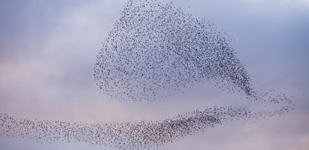 Starling murmuration