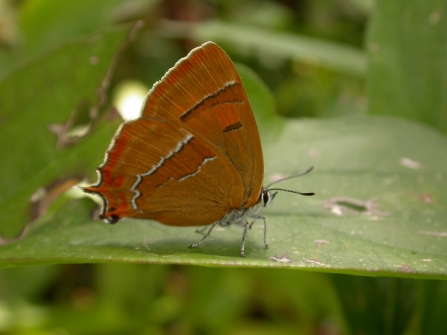 Brown hairstreak
