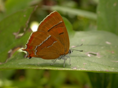 Brown hairstreak 