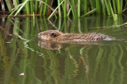 Beaver kit swimming in the river