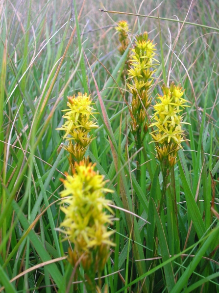Yellow flowers of bog asphodel in grassland