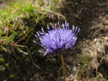 Single devil's bit scabious 