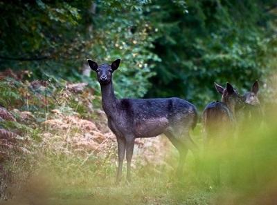 Melanistic fallow deer     