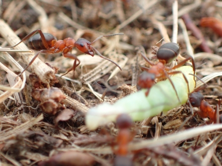 Narrow-headed ants (formica exsecta) on the ground