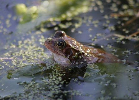 Frog in a pond