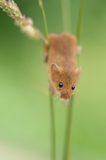 Harvest mouse head down on grass stem