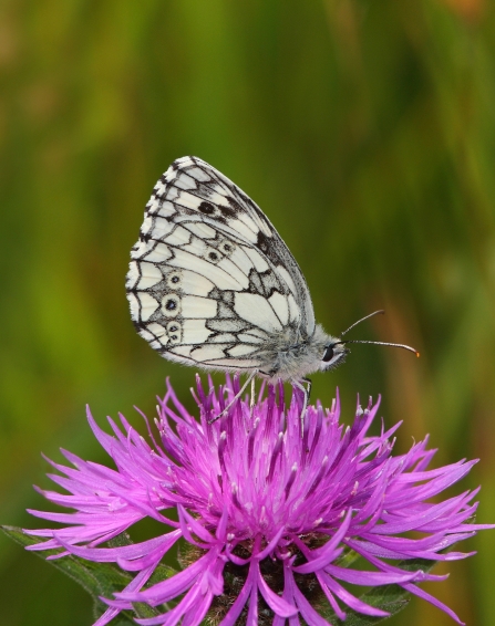 Black and white butterfly sits on top of purple flower