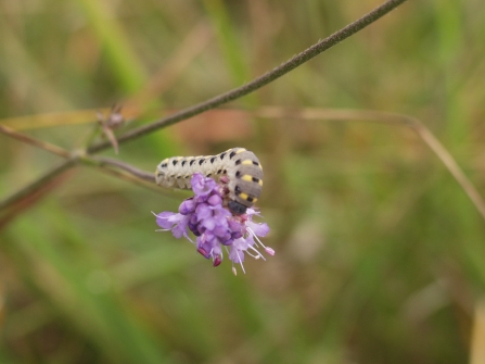 Devil's bit scabious with caterpillar 