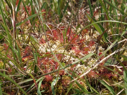 Sundews and sphagnum growing at Rackenford and Knowstone