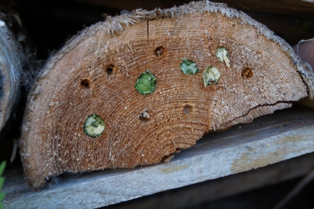Bug hotel being used by leaf cutter bee