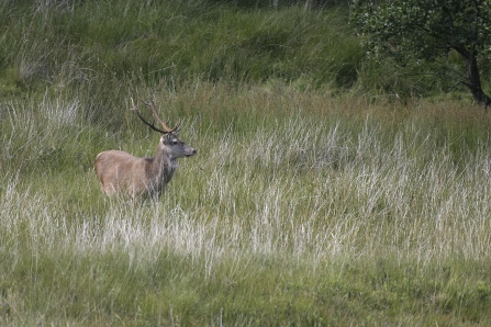 Red deer stag in field 