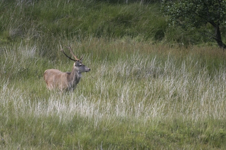 Red deer stag in field