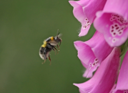 Bumblebee flying into foxglove