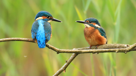 Two kingfishers looking at each other