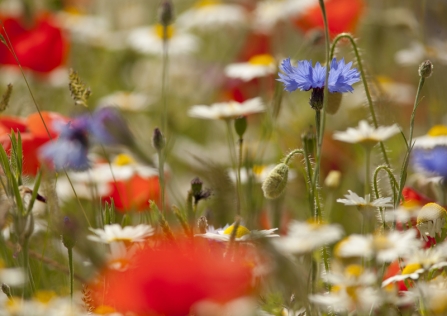 Poppies and cornflowers in a wildflower meadow