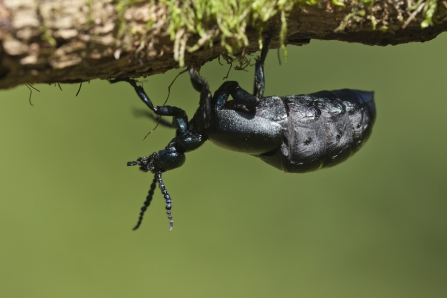 Oil beetle walking along a branch