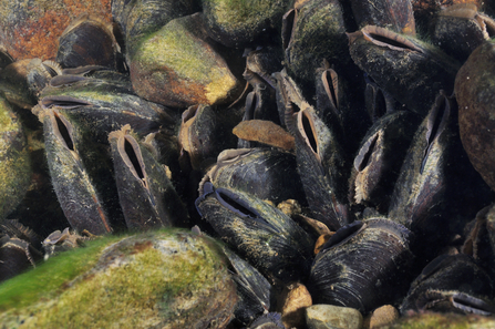 Freshwater pearl mussel in a river bed