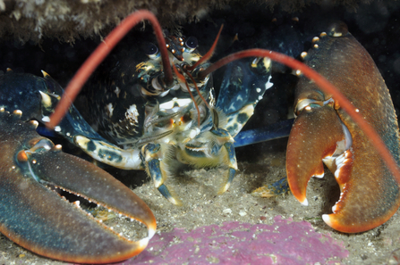 Common lobster in the sea