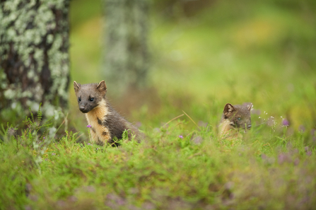Two pine martens in the wood