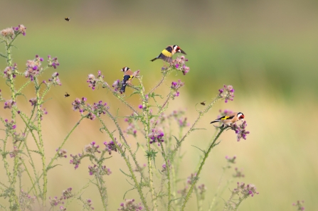Goldfinches resting on a plant
