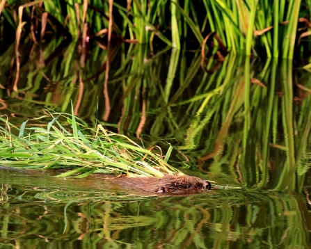 Beaver swimming in the River Otter