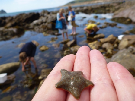 Cushion star fish in someone's hand