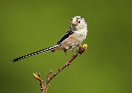 Long tailed-tit on a branch