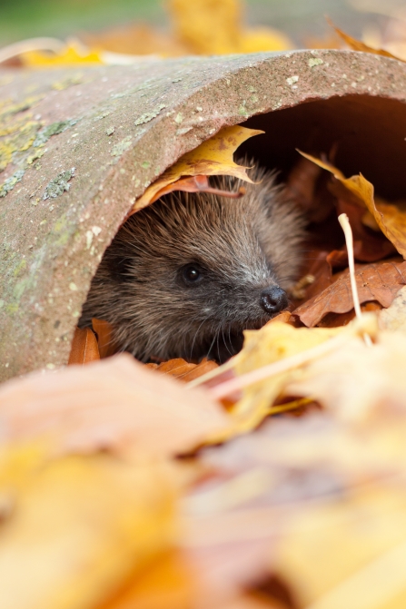 hedgehog hiding under a roof tile surrounded in autumn leaves