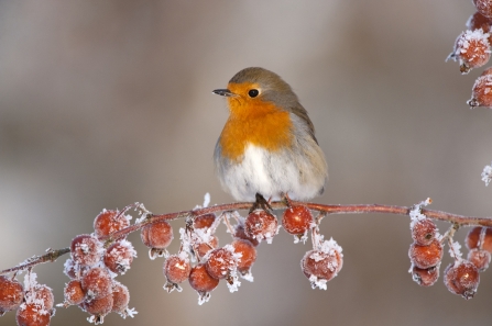 Robin perched on frosty crab apples