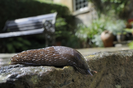 Great black slug (Arion ater) brown form, crawling over patio after rain, with house and garden bench in the backgroun