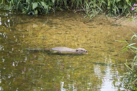 Beaver in the river
