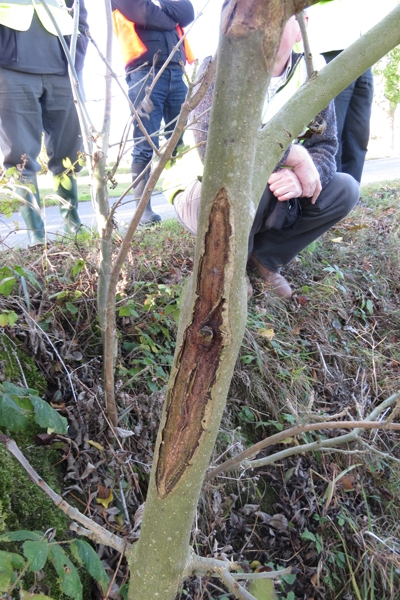 Chalara diamond stem scar on ash tree