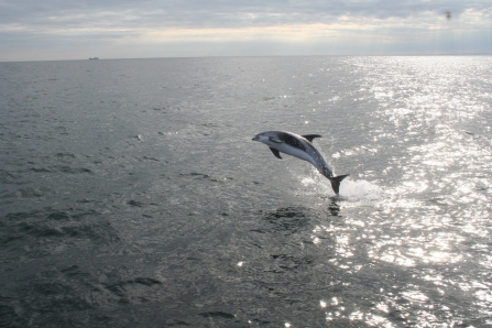 White beaked dolphin