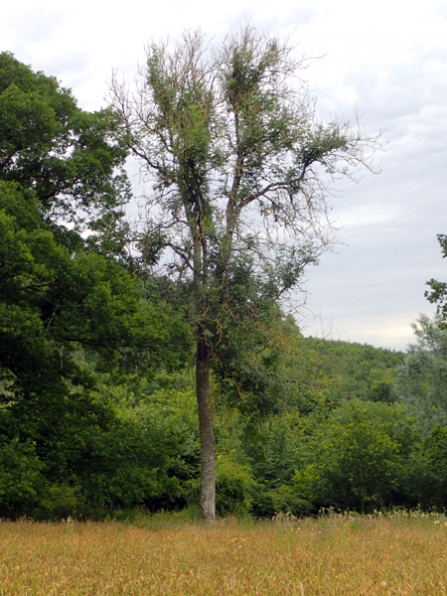 Mature ash tree infected with Chalara