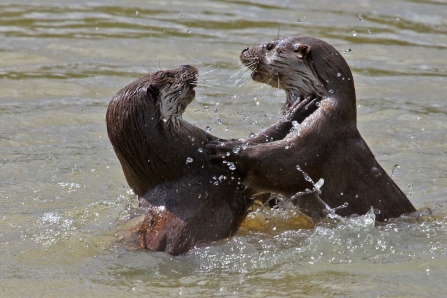 Two otters in the river