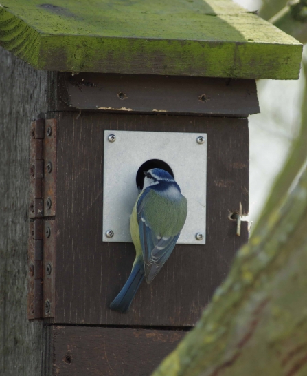 Blue tit entering nest box