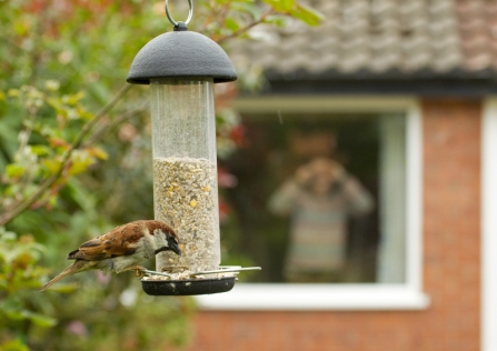 House sparrow feeding in a garden