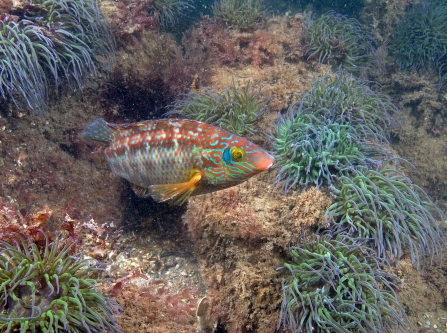 Corkwing wrasse in Torbay