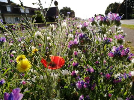 Wildflowers in bloom along Prince Charles Road