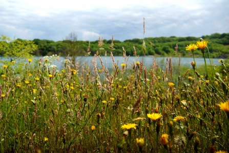 Wildflowers and lake at Meeth Quarry nature reserve