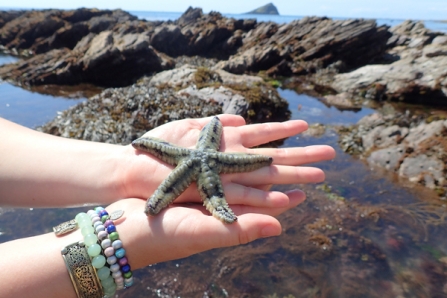 Spriny starfish at a Wembury rockpool safari