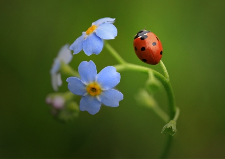 7 spot ladybird on a forget-me-not