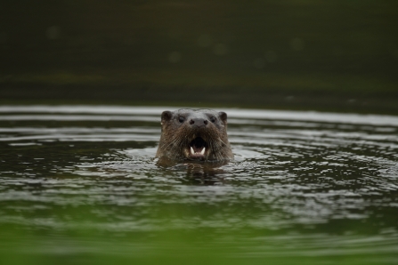 Otter opens it's mouth on river