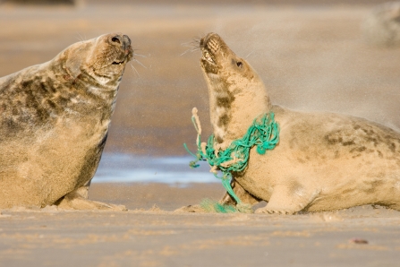 Grey seal with plastic rope around neck