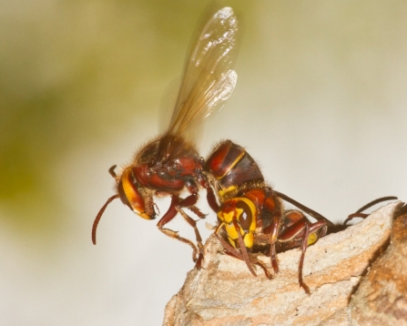 European hornet
