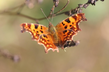 Comma Butterfly - Photo credit, Andy Stevens