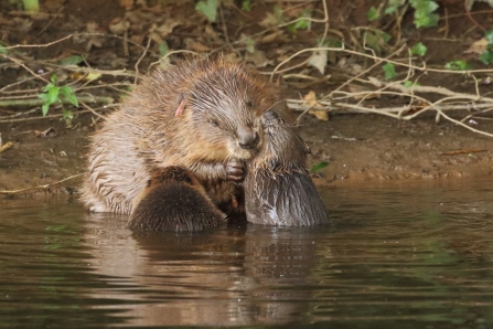 Beaver female with kits on River Otter (Mike Symes)