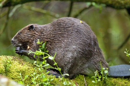 Devon beaver on mossy trunk by David Plummer